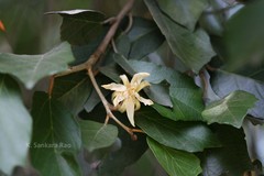 Pterospermum xylocarpum